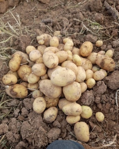 فروش سیب زمینی جلی