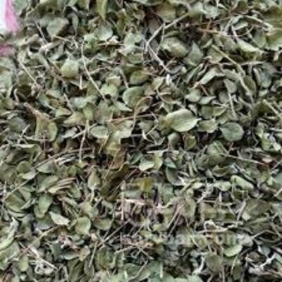 فروش آویشن شیرازی