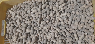 فروش بادام زمینی