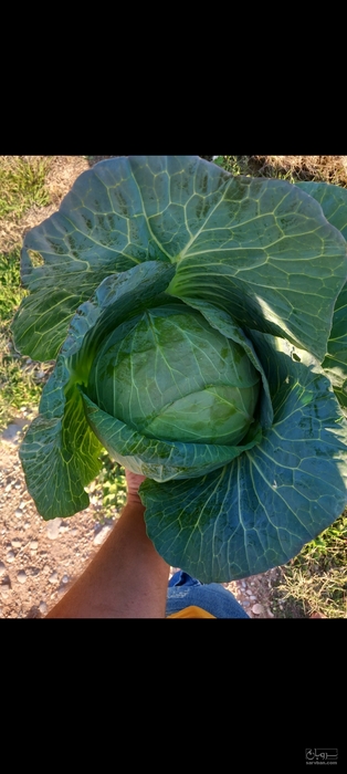 فروش کلم برگ سفید