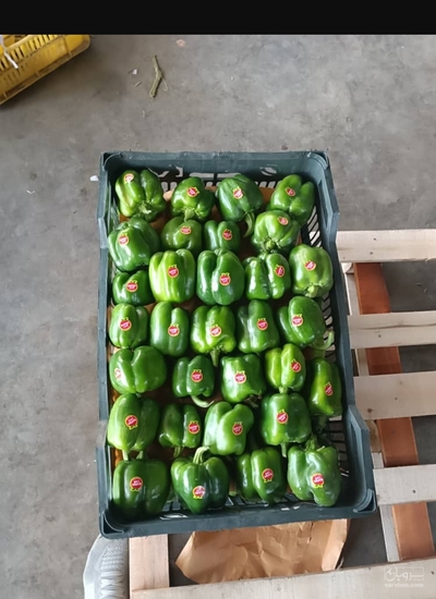 فروش فلفل دلمه ای