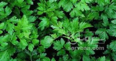 فروش جعفری تازه