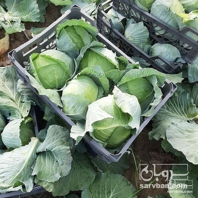 فروش کلم برگ سفید