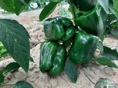 فروش فلفل دلمه ای سبز