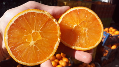 فروش پرتقال تامسون