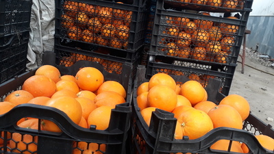 فروش پرتقال تامسون خونی