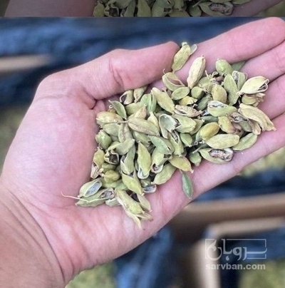 فروش هل (گیاه‌ دارویی)