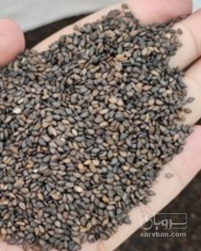فروش کنجد نانوایی