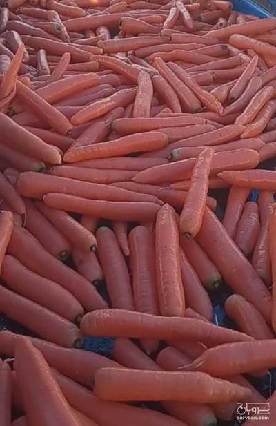 فروش هویج شسته