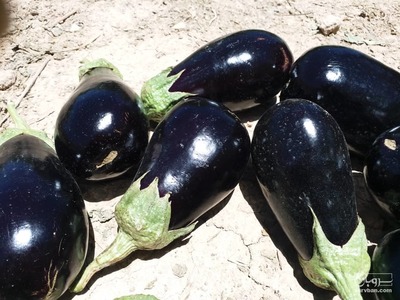 فروش بادمجان