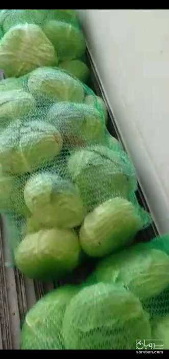 فروش کلم برگی