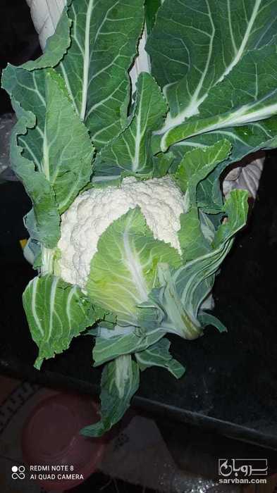 فروش گل  کلم