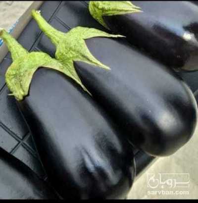 فروش بادمجان دلمه ایی