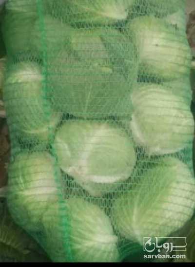 فروش کلم برگی