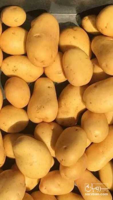 فروش سیب زمینی بامبا