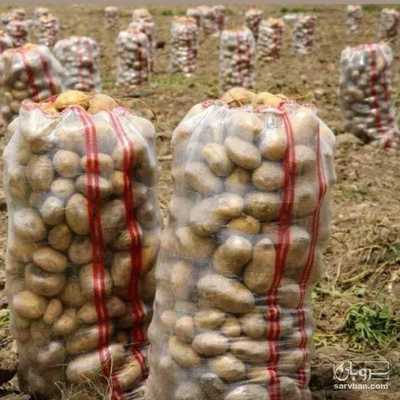 فروش سیب زمینی