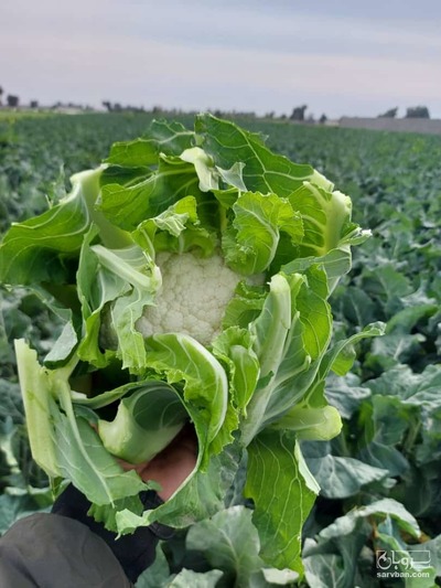 فروش گل کلم