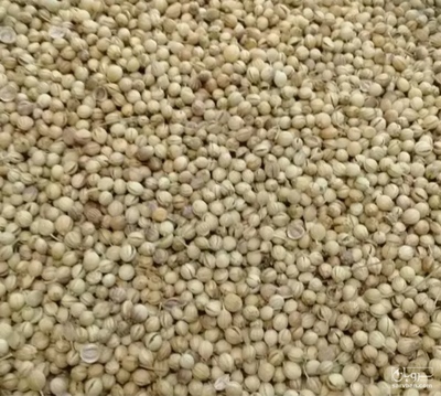 فروش تخم گشنیز