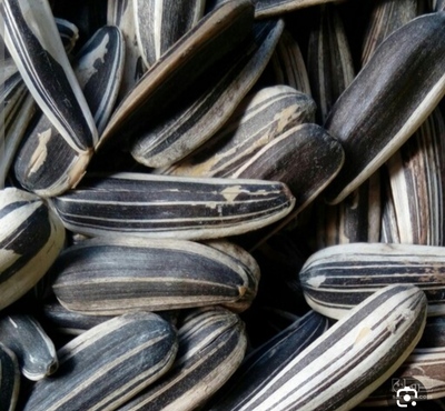 فروش آفتابگردان