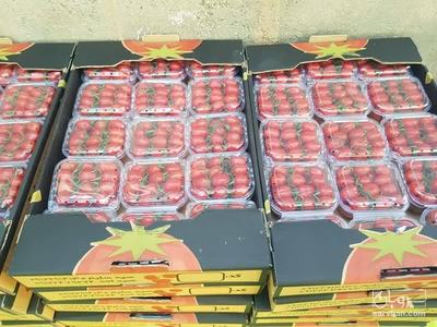 فروش گوجه فرنگی گیلاسی