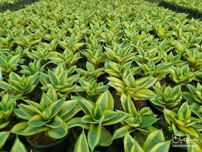 فروش سانسوریا 