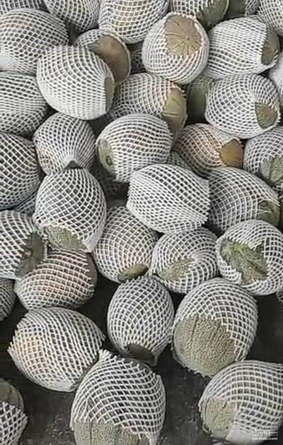 فروش خربزه جانا