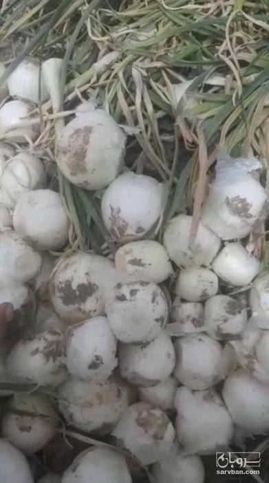 فروش پیاز سفید