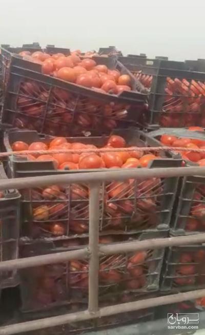 فروش گوجه فرنگی