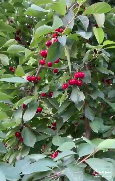 فروش آلبالو