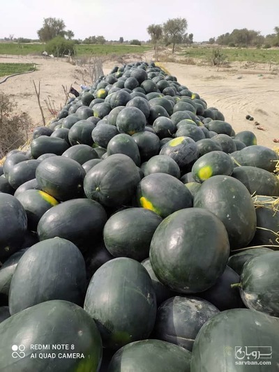 فروش هندوانه گرد سیاه