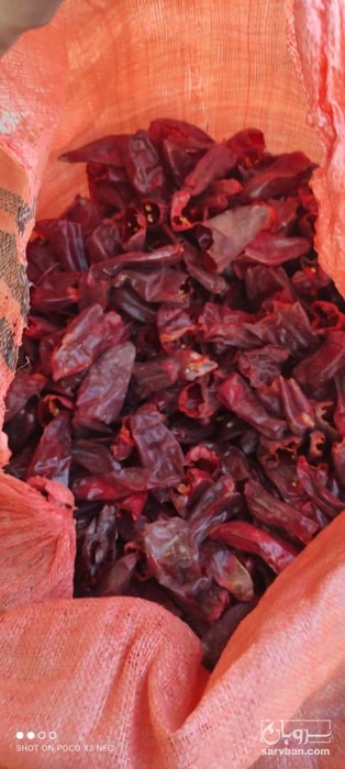 فروش فلفل شاخ بزی خشک