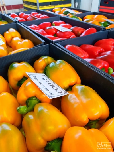 فروش فلفل دلمه ای