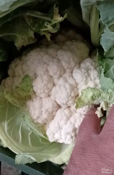 فروش گل کلم