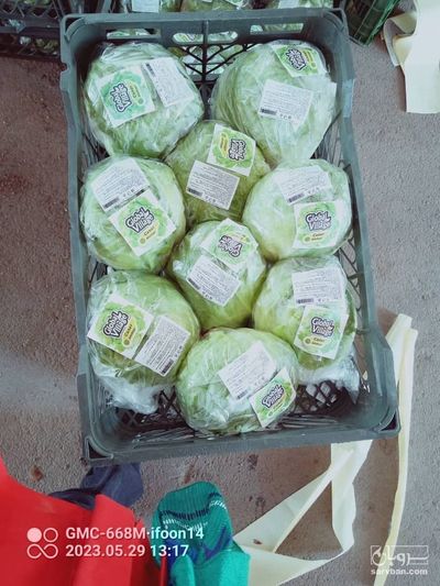 فروش کاهو آیسبرگ