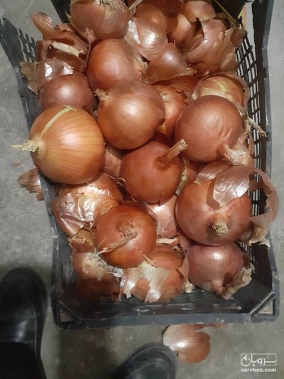 فروش پیاز زرد