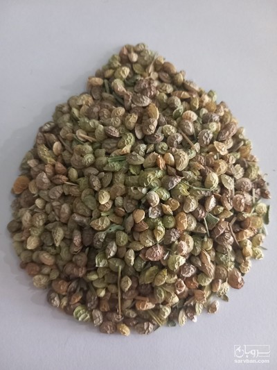 فروش بذر یونجه اسپرس