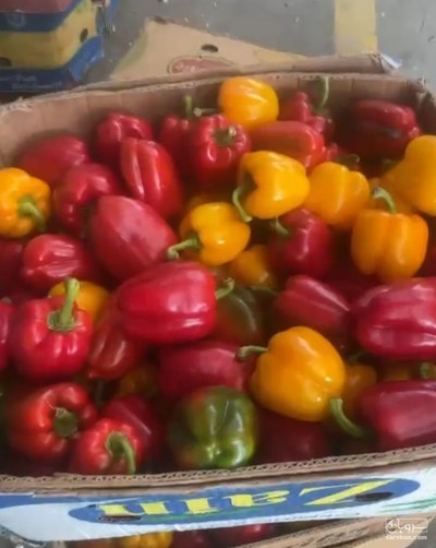 فروش فلفل دلمه ای رنگی