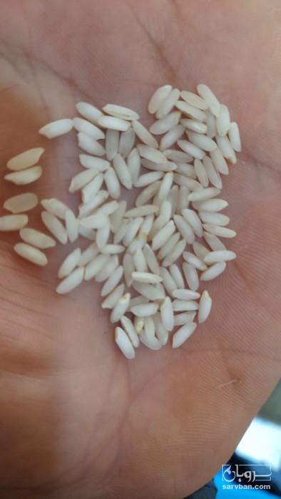 فروش برنج عنبر بو