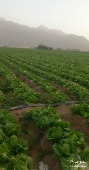 فروش کاهو ایسبرگ