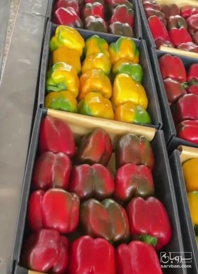 فروش فلفل دلمه ای