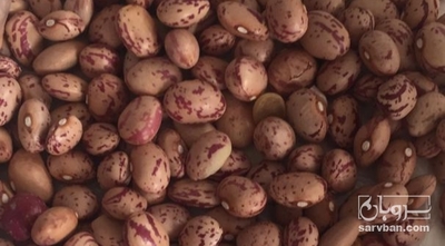 فروش لوبیا چیتی