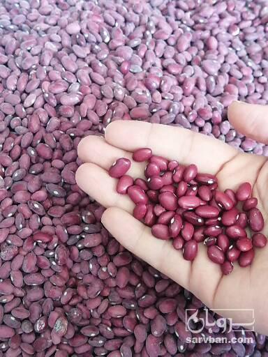 فروش لوبیا قرمز