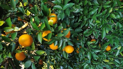 فروش پرتقال