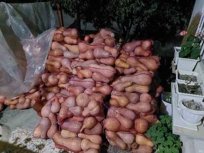 فروش کدو حلوایی