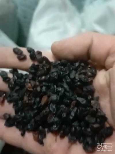 فروش زرشک کوهی