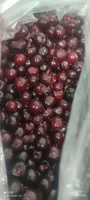 فروش آلبالو منجمد