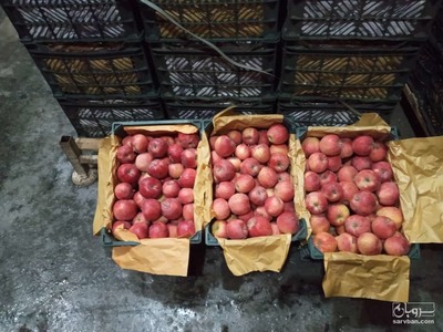 فروش سیب قرمز