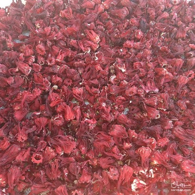 فروش چای ترش