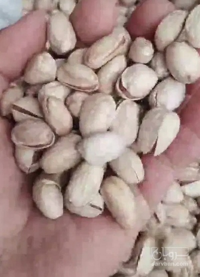 فروش پسته فندقی