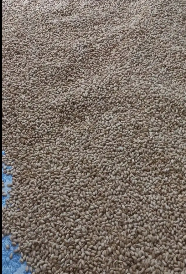 فروش پسته کله قوچی